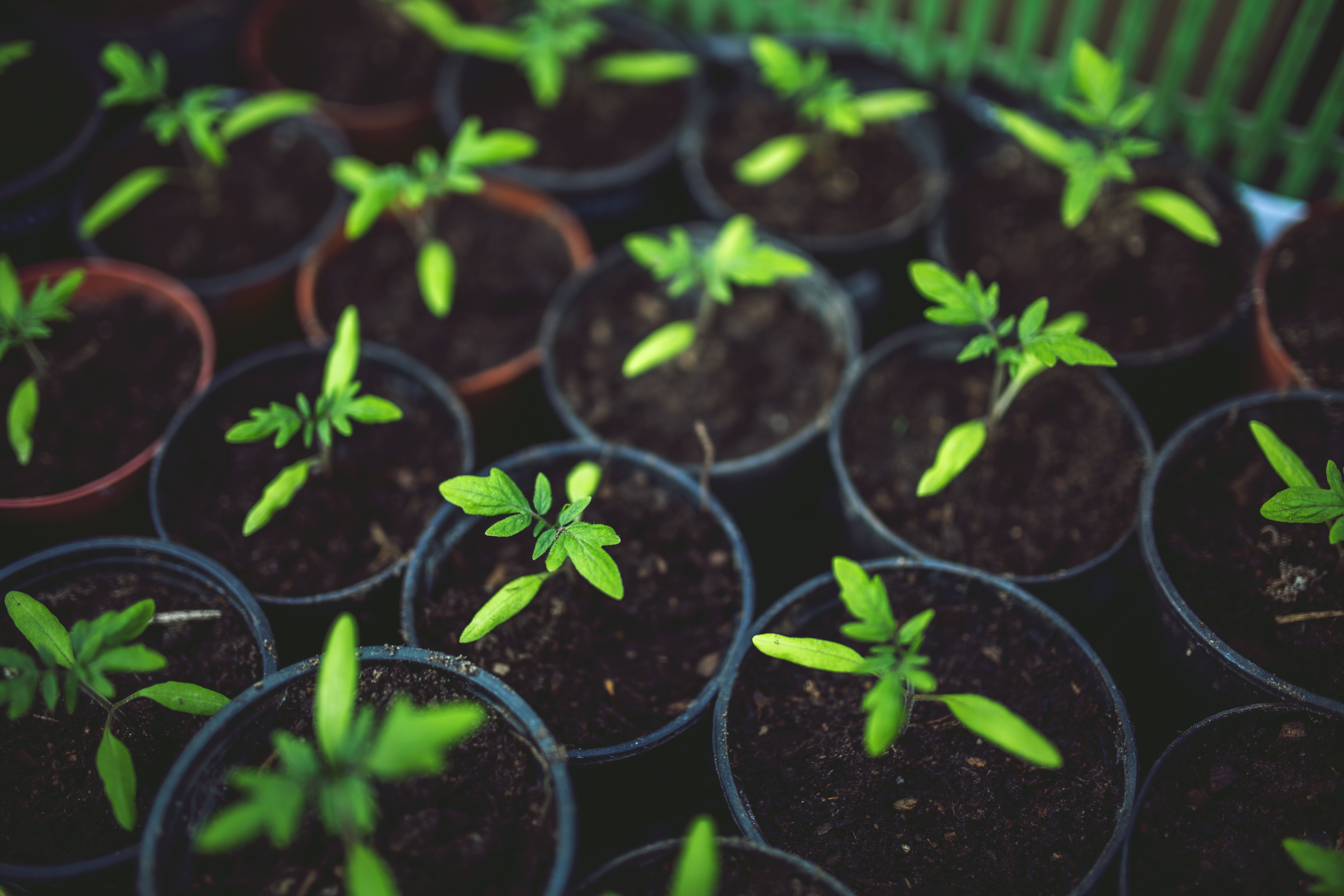 Tuinieren met kinderen – WIN een Tuinier-set voor Kinderen!